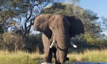 African Safari with Helicopter Ride Tour from Dubai by Bestination Holidays 01