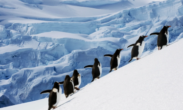 Antarctica Fly Cruise Expedition Tour from Dubai by Bestination Holidays 01