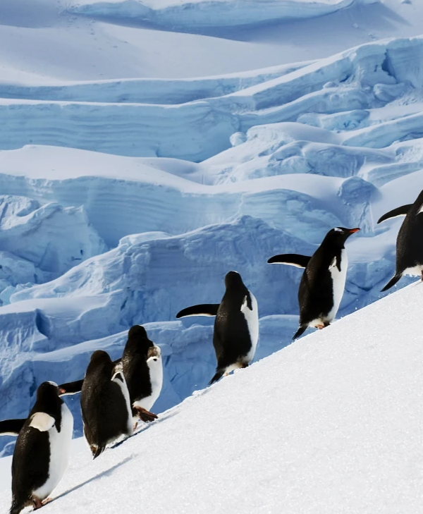 Antarctica Fly Cruise Expedition Tour from Dubai by Bestination Holidays 01