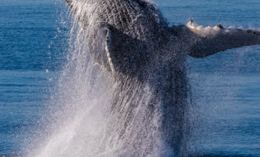 Antarctica Fly Cruise Expedition Tour from Dubai by Bestination Holidays 02