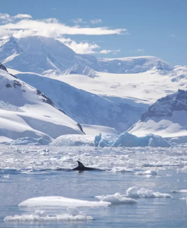 Antarctica Fly Cruise Expedition Tour from Dubai by Bestination Holidays 04