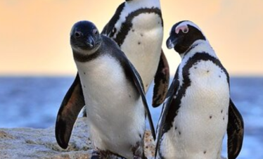 The Great African Tour with Nambian Desert from Dubai by Bestination Holidays