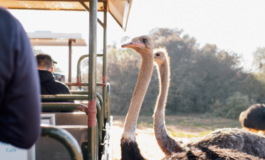 Victoria Waterfalls with South Africa Tour from Dubai by Bestination Holidays