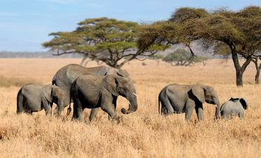 African Tour from Dubai by Bestination Holidays