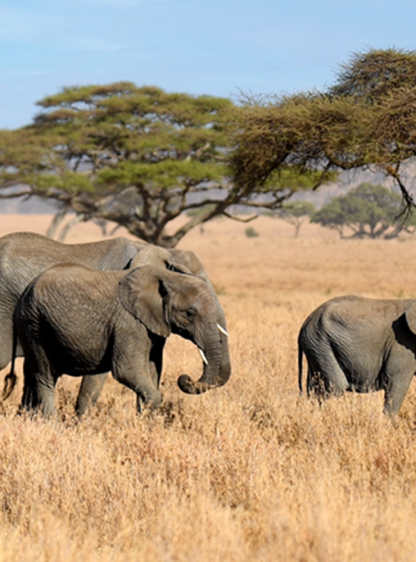 African Tour from Dubai by Bestination Holidays