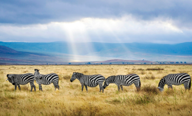 The Great Migration Kenya Tour from Dubai by Bestination Holidays 01