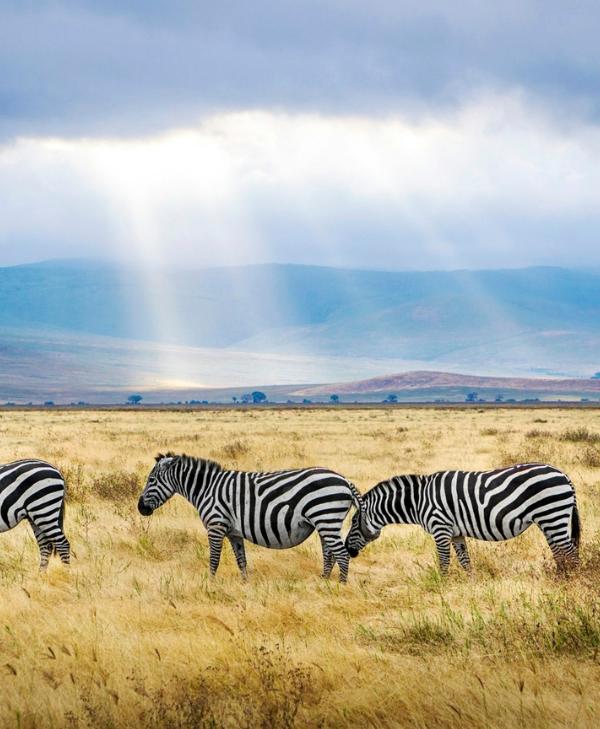 The Great Migration Kenya Tour from Dubai by Bestination Holidays 01