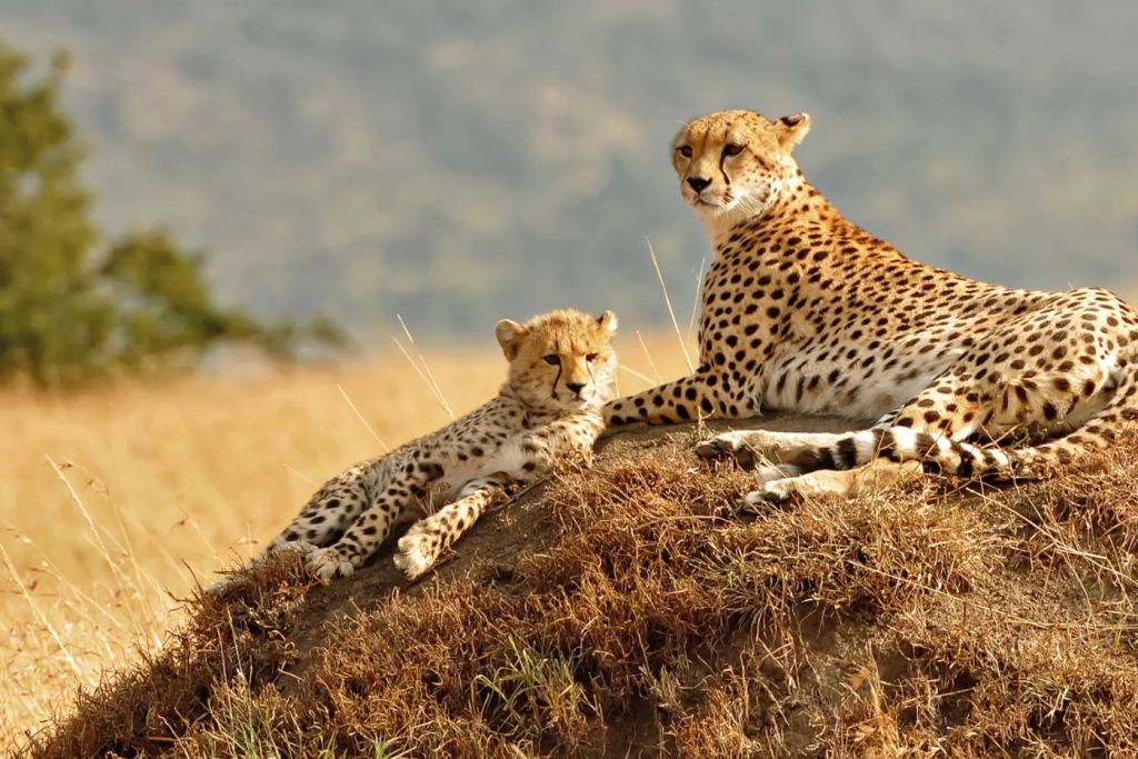 The Great Migration Kenya Tour from Dubai by Bestination Holidays 02