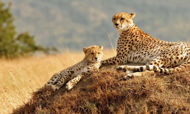 The Great Migration Kenya Tour from Dubai by Bestination Holidays 02