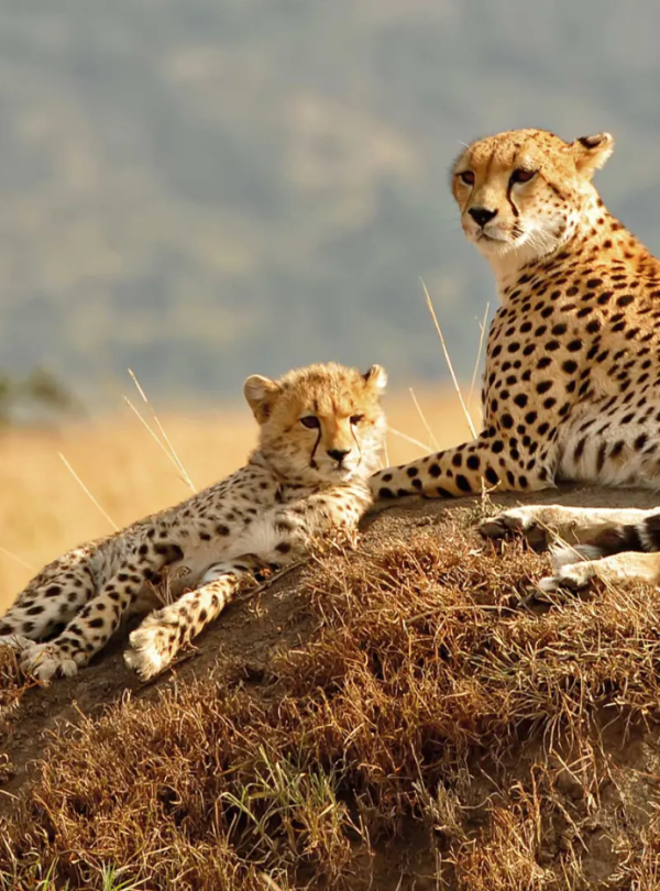 The Great Migration Kenya Tour from Dubai by Bestination Holidays 02