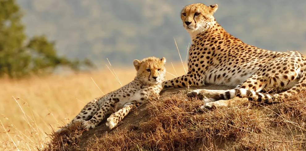 The Great Migration Kenya Tour from Dubai by Bestination Holidays 02