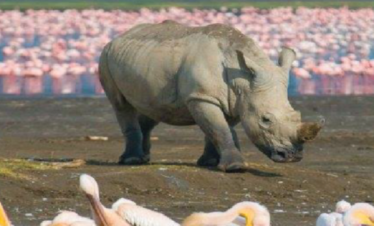 The Great Migration Kenya Tour from Dubai by Bestination Holidays