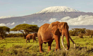 The Great Migration Safari Kenya Tanzania from Dubai by Bestination Holidays