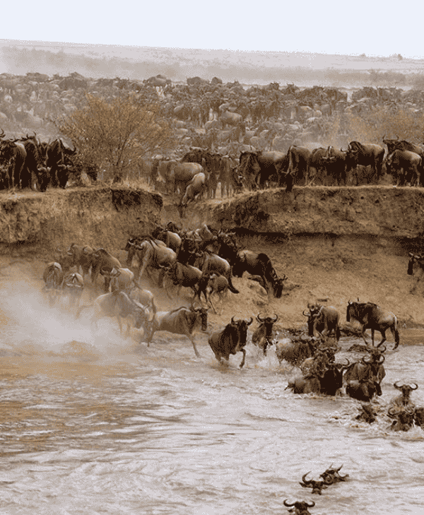 Tour from Dubai to Kenya Tanzania by Bestination Holidays 02