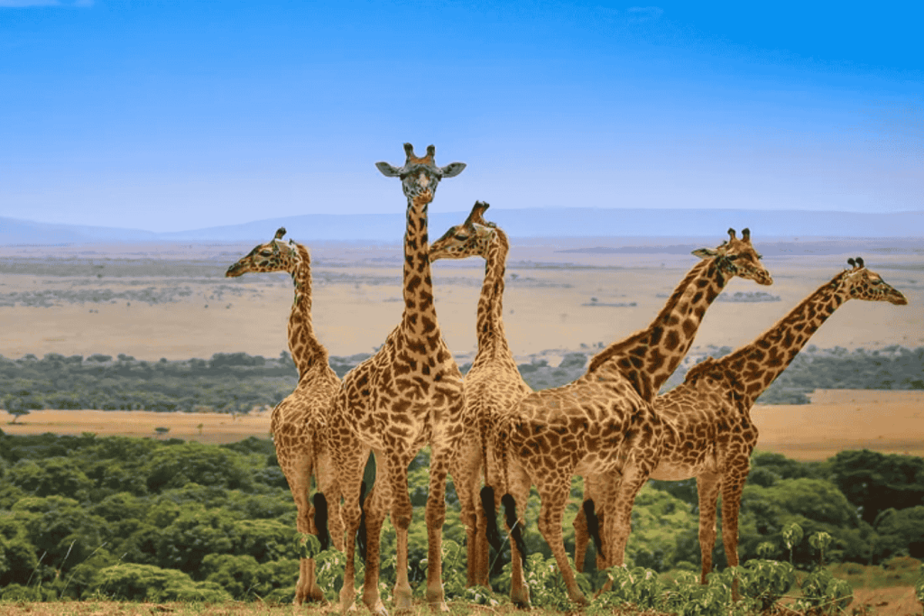 Tour from Dubai to Kenya Tanzania by Bestination Holidays