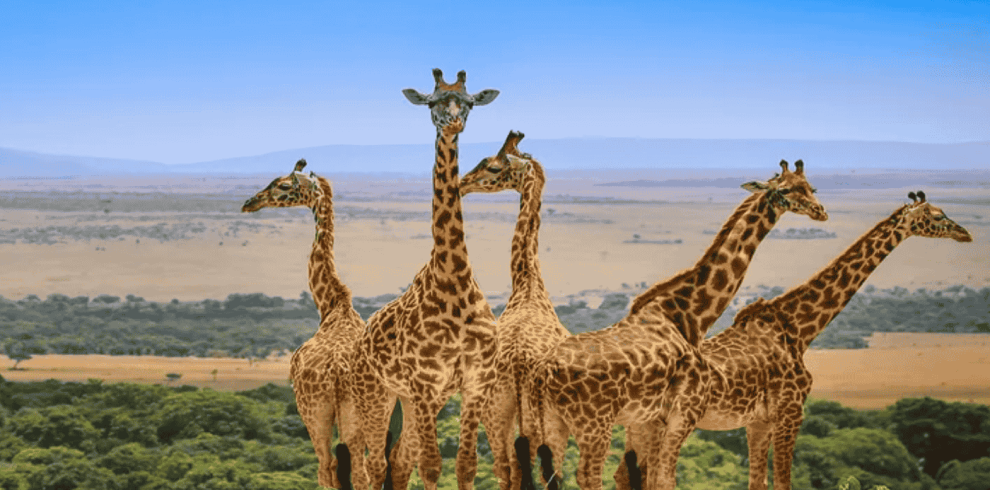 Tour from Dubai to Kenya Tanzania by Bestination Holidays