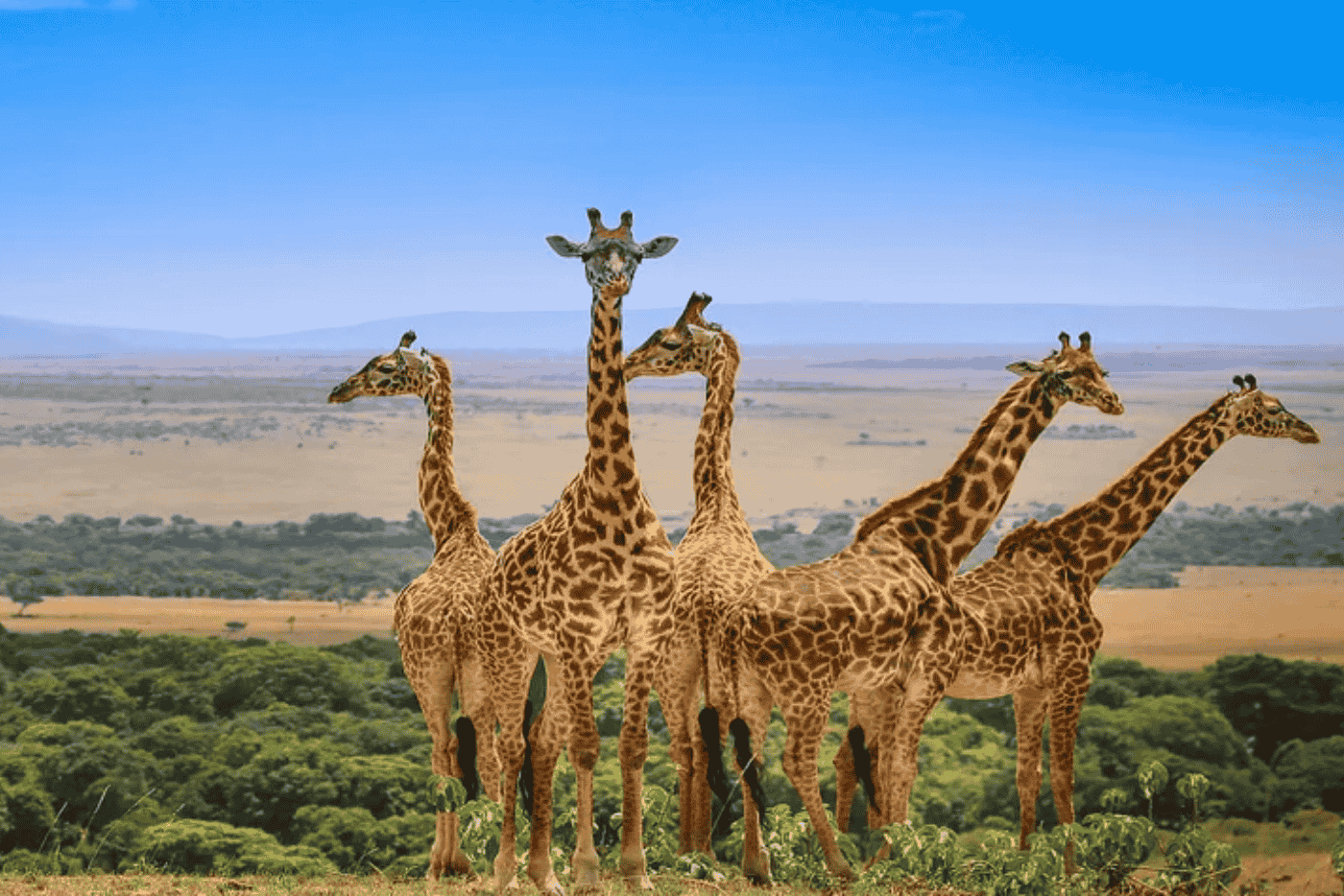 Tour from Dubai to Kenya Tanzania by Bestination Holidays